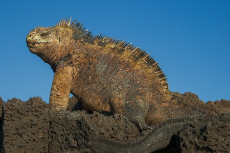 Galápagos