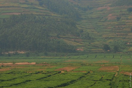 Campo