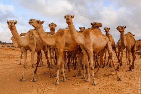Camelos