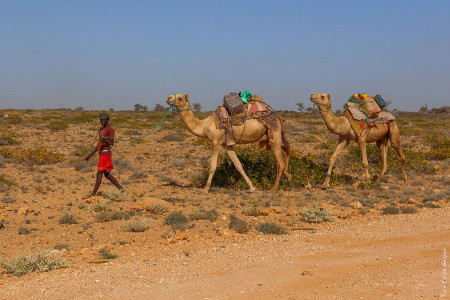 Camelos