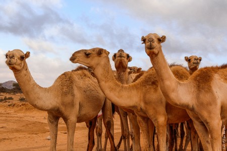 Camelos