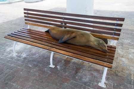 Foca