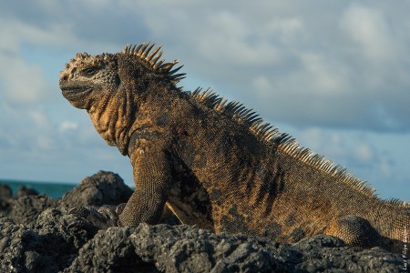 Iguana