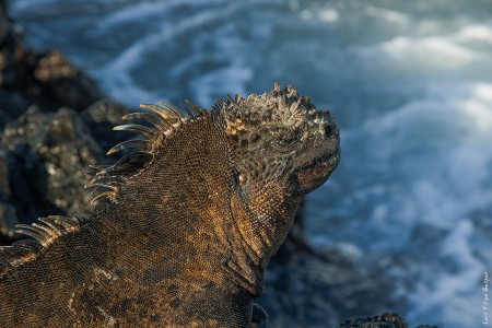 Iguana
