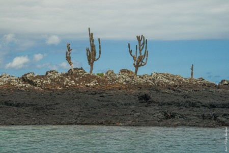 Catos