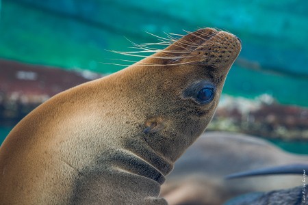 Foca