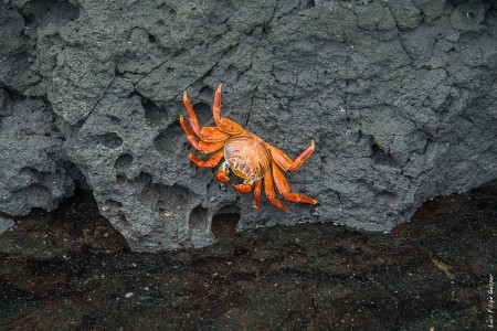 Caranguejo