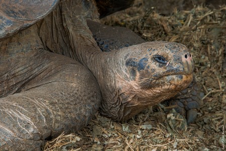 Tartaruga
