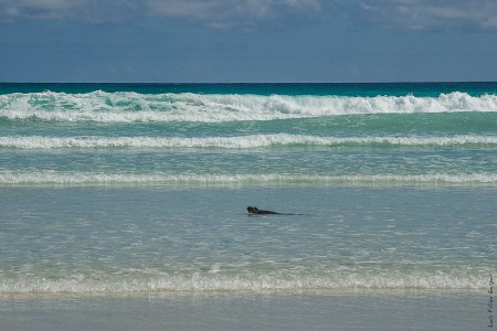 Iguana