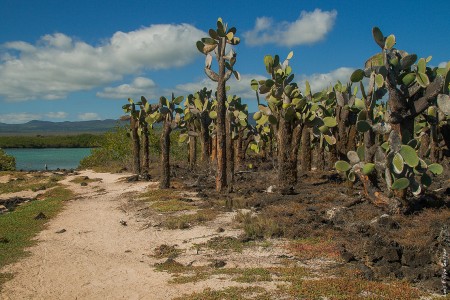 Caminho