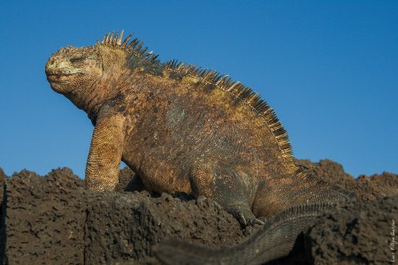 Iguana