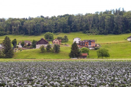 Campo