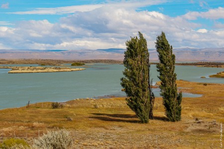 Árvores