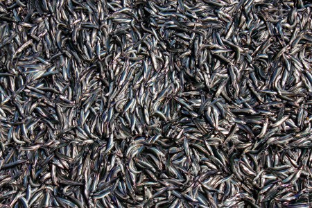 Peixes