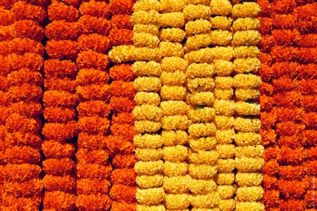 Flores