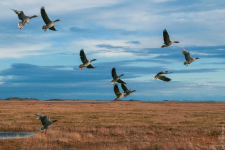 Patos