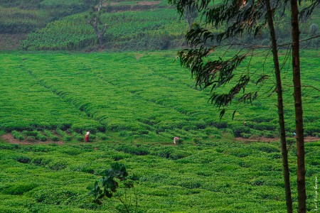 Ruanda