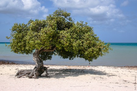 Aruba