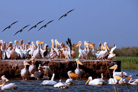 Senegal title=